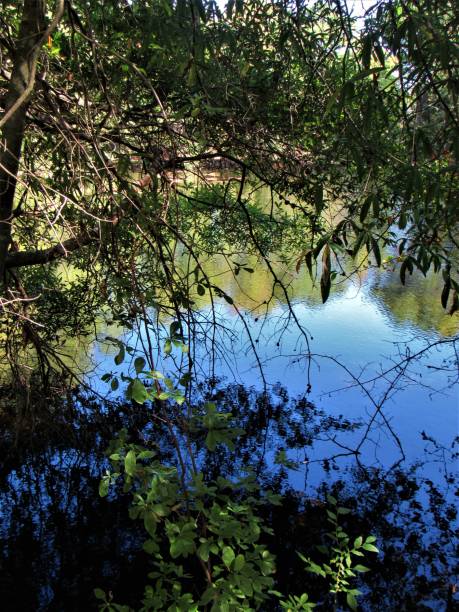 istock Nature Perserve Water And Trees 910704902
