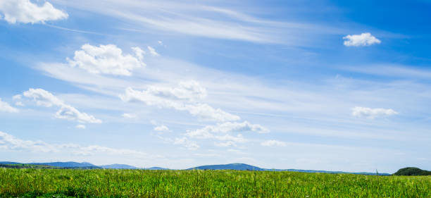 istock Green spikes under a blue sky in springtime 910707148