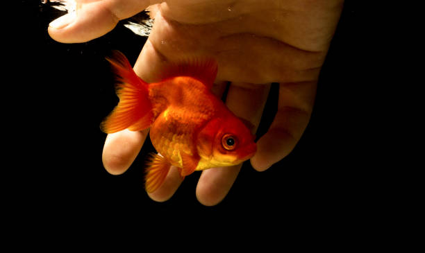 istock Catching a goldfish underwater with a bare hand,Catch goldfish by hand. 910707200