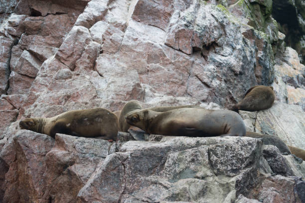 istock South American sea lions 910710718