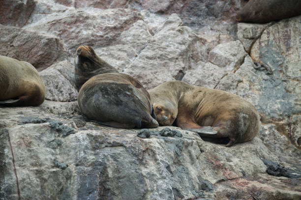 istock South American sea lions 910710736