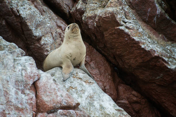 istock South American sea lion 910710900