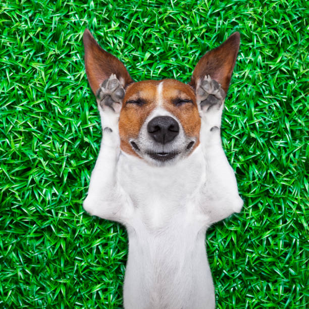 istock dog dreaming and relaxing 910711092