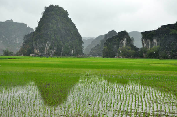 istock Vietnam landscape. Rice fields and karst towers in Ninh Binh 910714492
