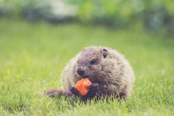 Cute marmot eating carrot on background of Furka Pass in Swiss Alps