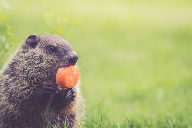 istock Young baby groundhogs in morning dew grass in spring time 910719670