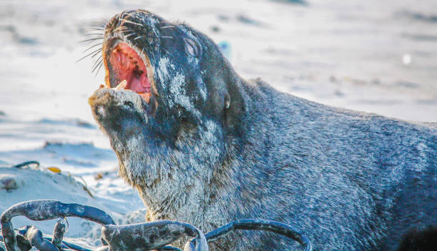 australasian futro seal (arctocephalus forsteri) w oceanie i na lądzie, otago, nowa zelandia - whimper zdjęcia i obrazy z banku zdjęć