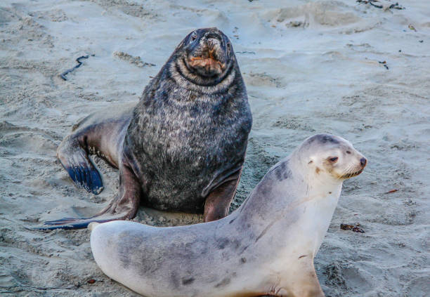 australasian futro seal (arctocephalus forsteri) w oceanie i na lądzie, otago, nowa zelandia - whimper zdjęcia i obrazy z banku zdjęć