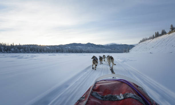 istock Dog Sledding in the North 910725942