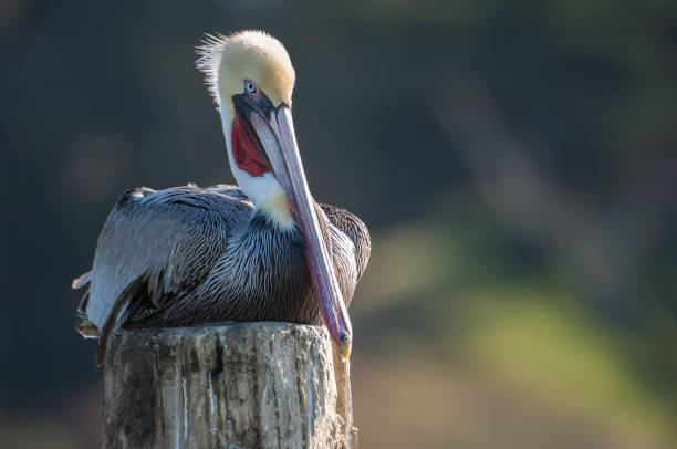 istock Brown Pelican Resting on Wooden Piling 910729016