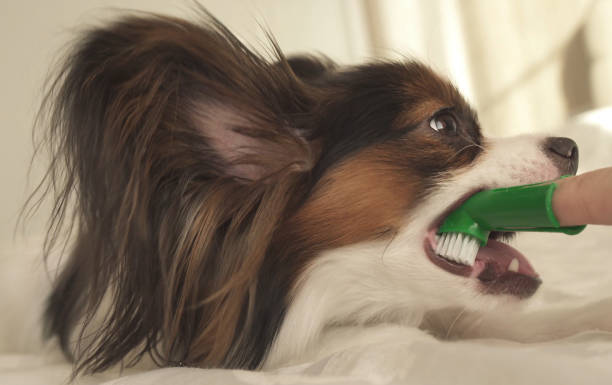 istock Young dog breeds Papillon Continental Toy Spaniel brushes teeth with toothbrush 910729346