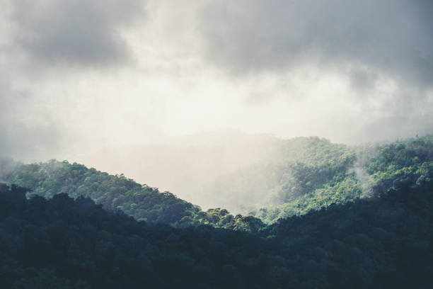 istock Mountainous rain fog and forest landscape 910730352