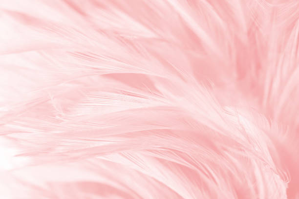 istock Coral Pink vintage color trends feather texture background 910736652