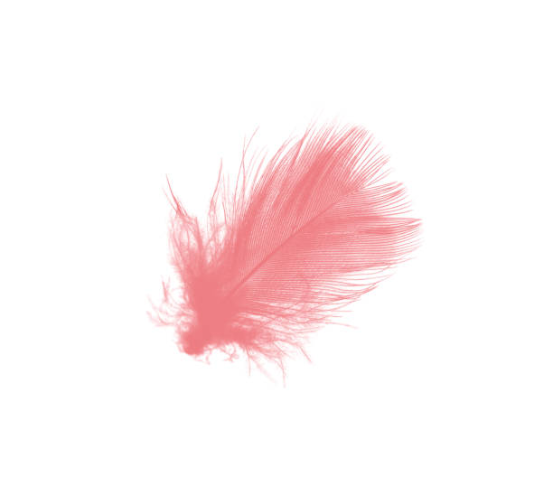 istock coral pink feather on white background 910736658