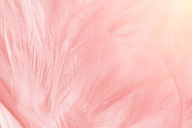 istock Coral Pink vintage color trends feather texture background 910736666