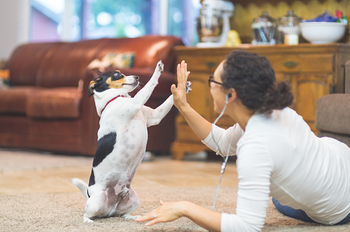 Ethnic woman in her 20s plays with dog on living room floor. while she's listening to a podcast. They are having a great time together. He is sitting up and she is teaching him how to high-five.
