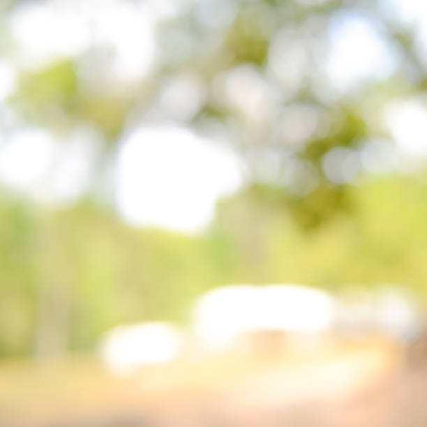 istock Shiny sunlight natural green leaves bokeh 910739654
