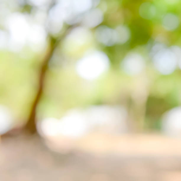 istock Shiny sunlight natural green leaves bokeh 910739696
