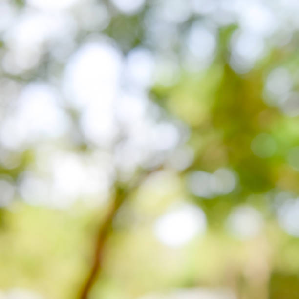 istock Shiny sunlight natural green leaves bokeh 910739736