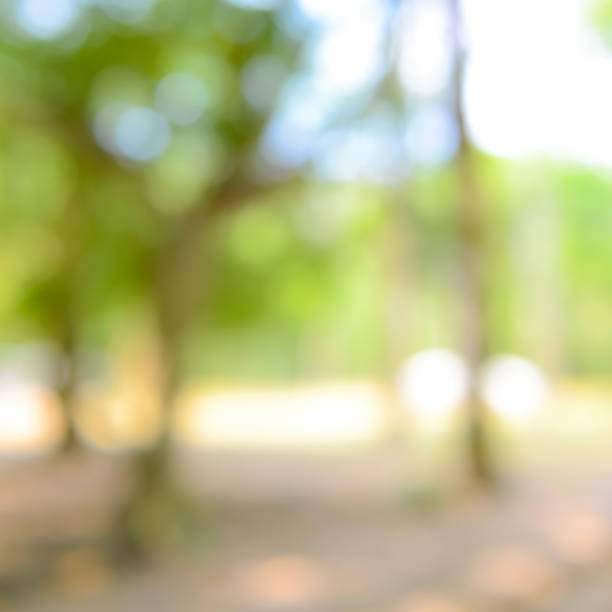 istock Shiny sunlight natural green leaves bokeh 910739776