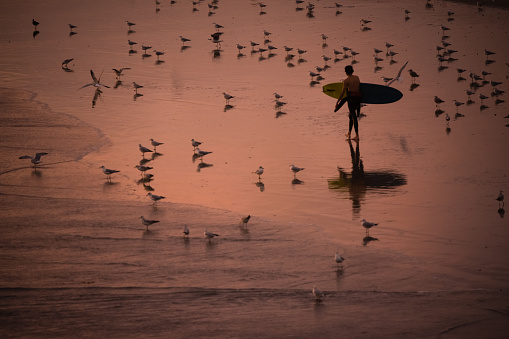 The lone surfer has finished his surfing for the day and is walking through a flock of seagulls. Seal Beach in Orange County, is a popular destination for Southern Californian surfers. Photo was taken off the Seal Beach pier during sunset.