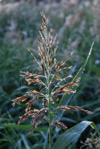 istock Bulrush with drops of dew and spider webs 910746012