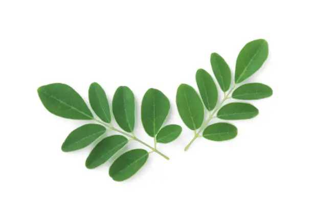 moringa leaves tropical herb isolated on white background