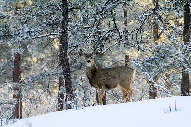 istock Mule Deer in Deep Colorado Snow 91075092