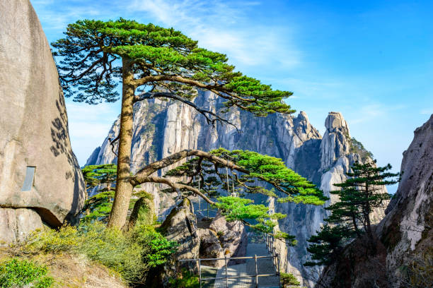 иинг ке пайн - huangshan mountains стоковые фото и изображения