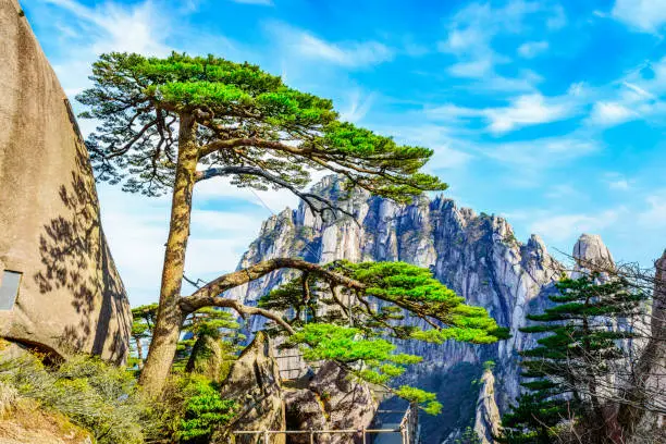 Well-known Ying Ke Pine, or Welcoming-Guests Pine (Welcome Pine), which is thought to be more than 1500 years old. Located in Huangshan Mountain(Yellow Mountains).