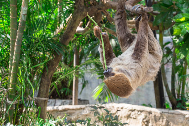 istock Sloth hang on the tree and eating cowpea. 910751684