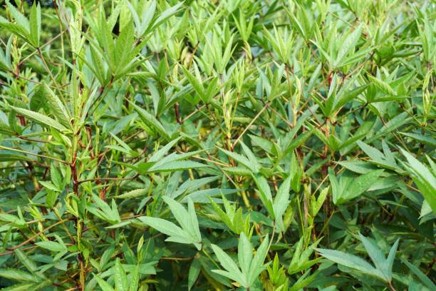 verde ibisco sabdariffa albero nel giardino naturale - potted plant hibiscus herb beauty in nature foto e immagini stock