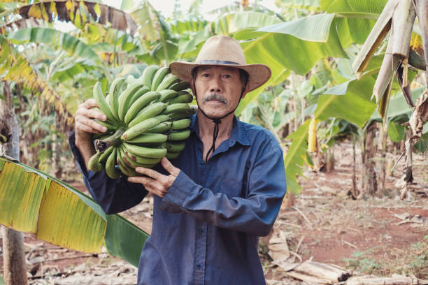 istock Asian senior farmer holding green banana 910752614