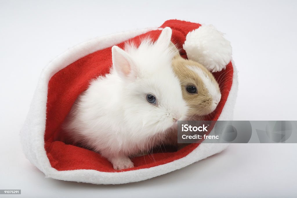 Dois bebé bunnies são, olhando para fora de uma santa hat - Royalty-free Animal Foto de stock