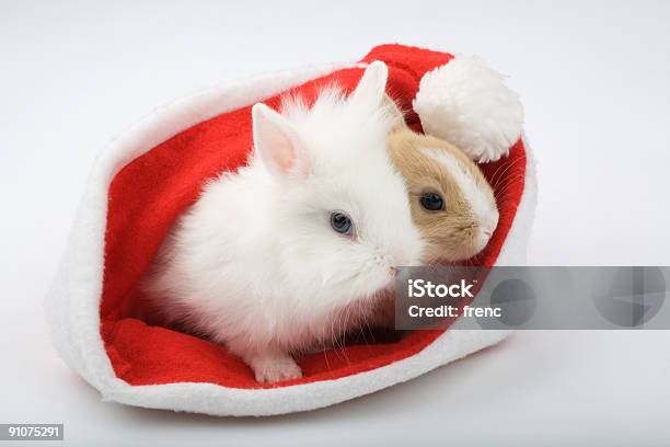 Dois Bebé Bunnies São Olhando Para Fora De Uma Santa Hat - Fotografias de stock e mais imagens de Animal
