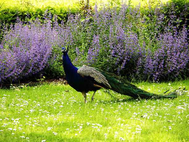 peacock stock photo