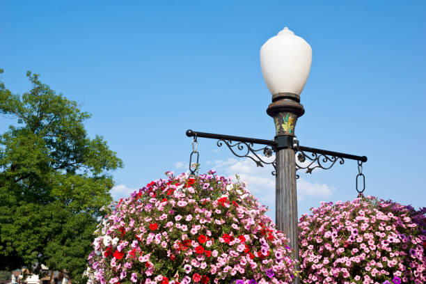 Colorful Purple & Pink Flowers in Full Bloom Surrounding a Street Light in South Florida in the Spring of 2024