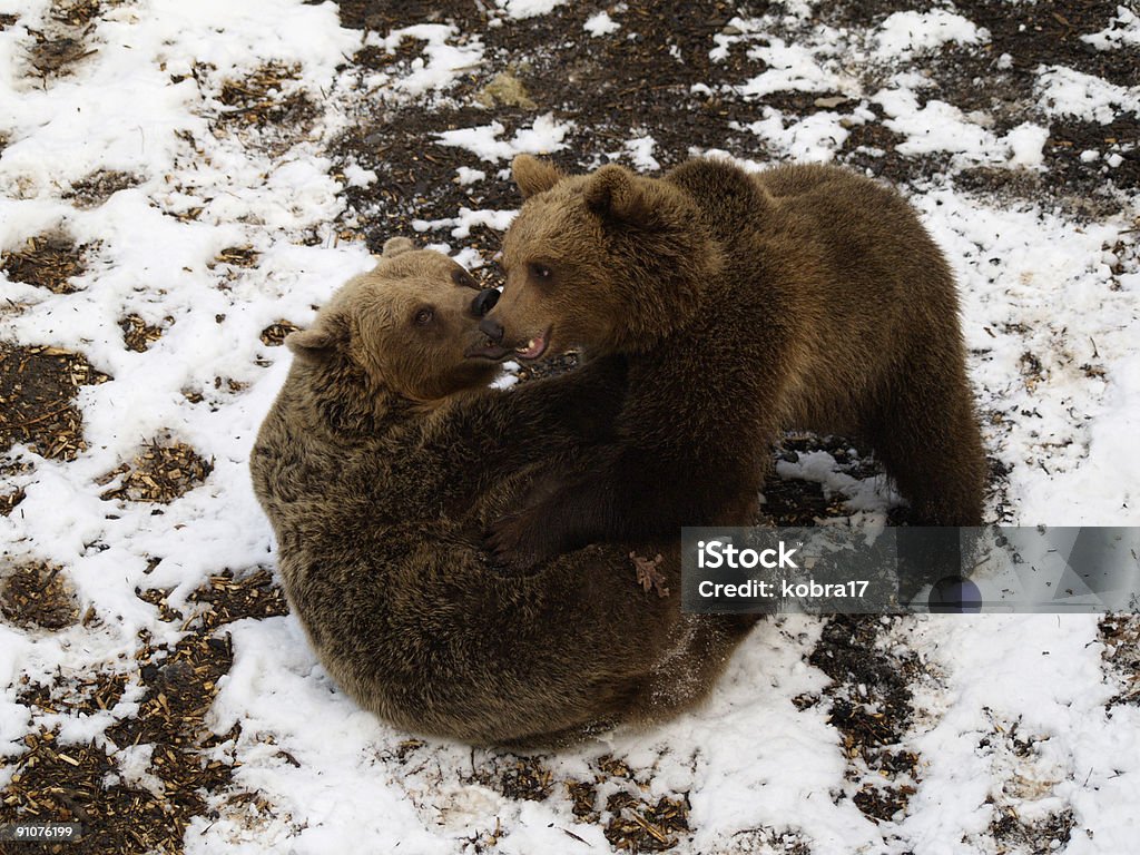 Madre e il Suo cucciolo di orso - Foto stock royalty-free di Abbracciare una persona