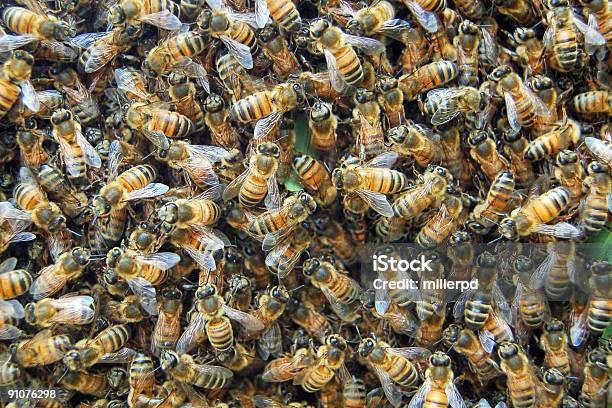 Bees Stock Photo - Download Image Now - Bee, Swarm of Insects, Insect