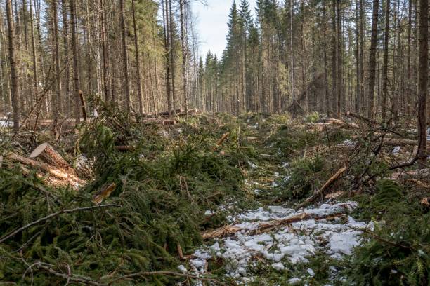 istock Image of coniferous forest after felling 910764162