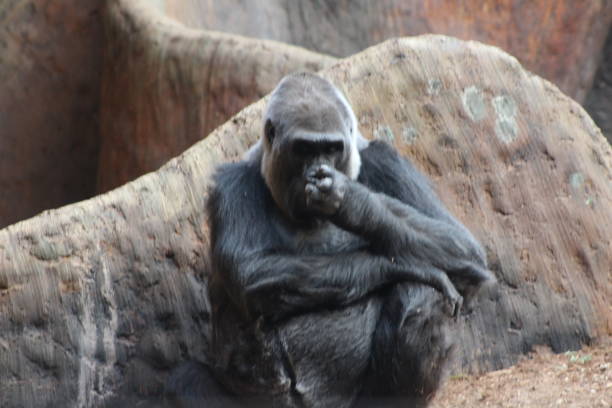 chimps marching in the zoo