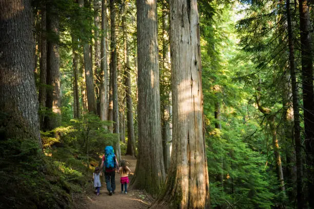 Father and daughters immersed in nature