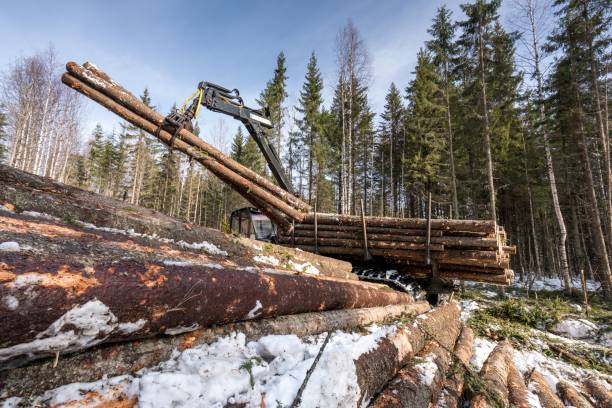 immagine di tronchi raccolti carichi di logger nella foresta - lumber industry timber truck forklift foto e immagini stock