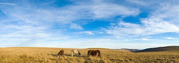 big sky, wilde pferde - horse panoramic scenics prairie stock-fotos und bilder