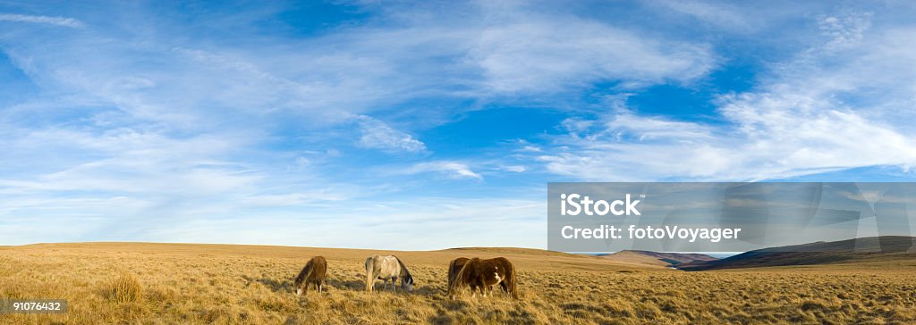 Большое Небо, wild horses - Стоковые фото Дикие животные роялти-фри