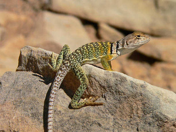 istock green, yellow lizard in the sun 91076446