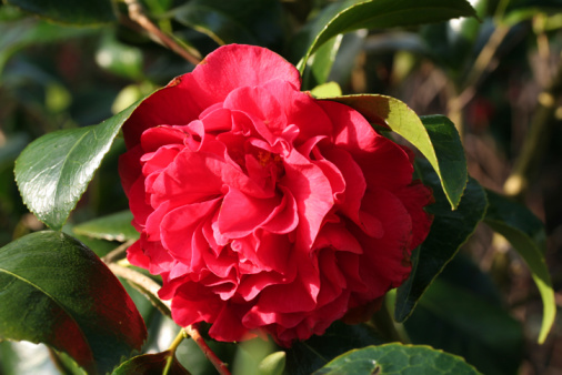 Close up view of a double red camellia flower against a green foliage background