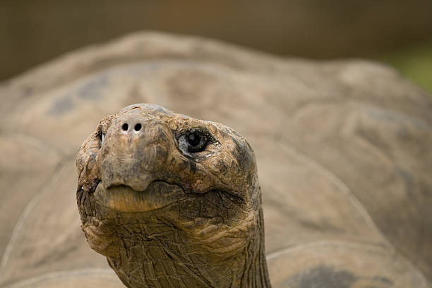 istock Eye of the Tortoise 91076980
