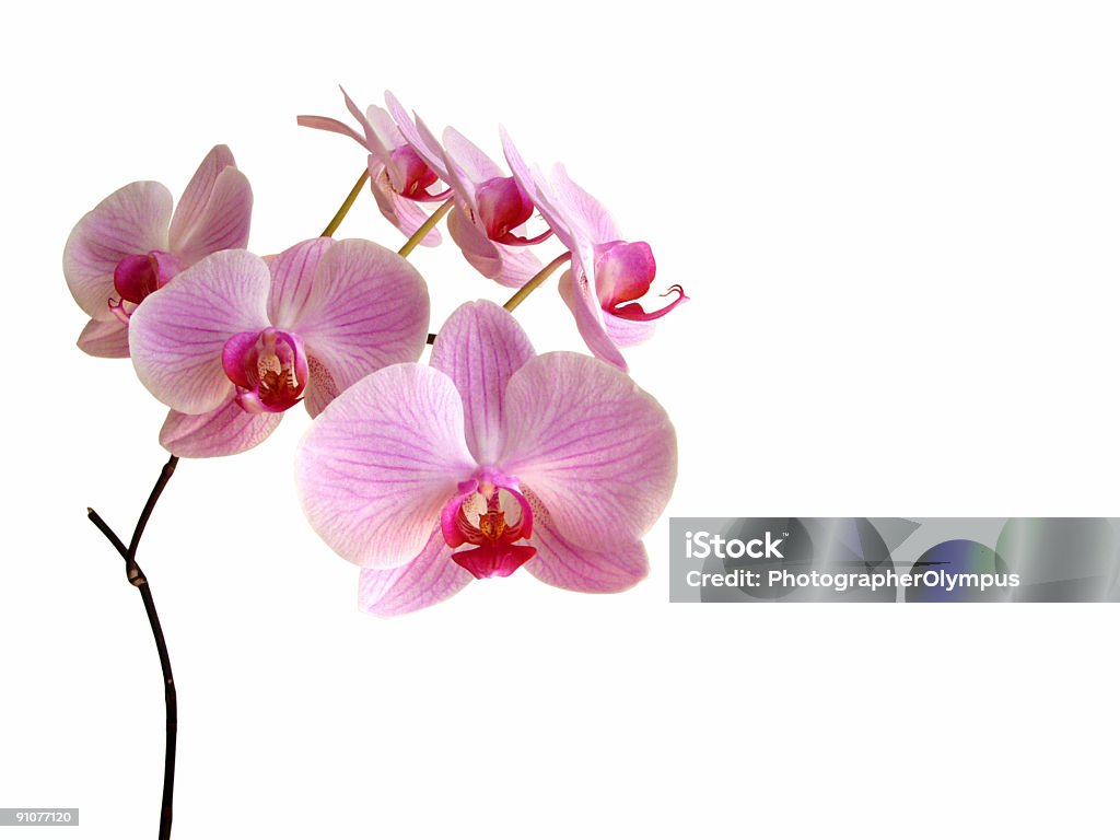 Rosa aislado de orchids - Foto de stock de Orquídea libre de derechos