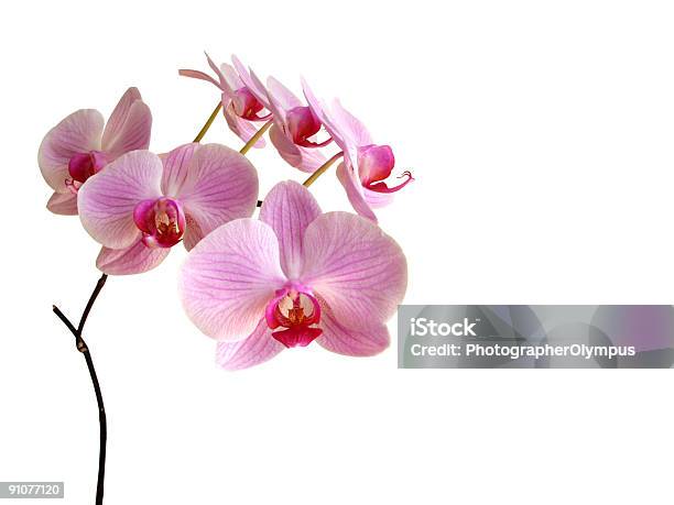 Rosa Aislado De Orchids Foto de stock y más banco de imágenes de Orquídea - Orquídea, Rosa - Color, Cabeza de flor